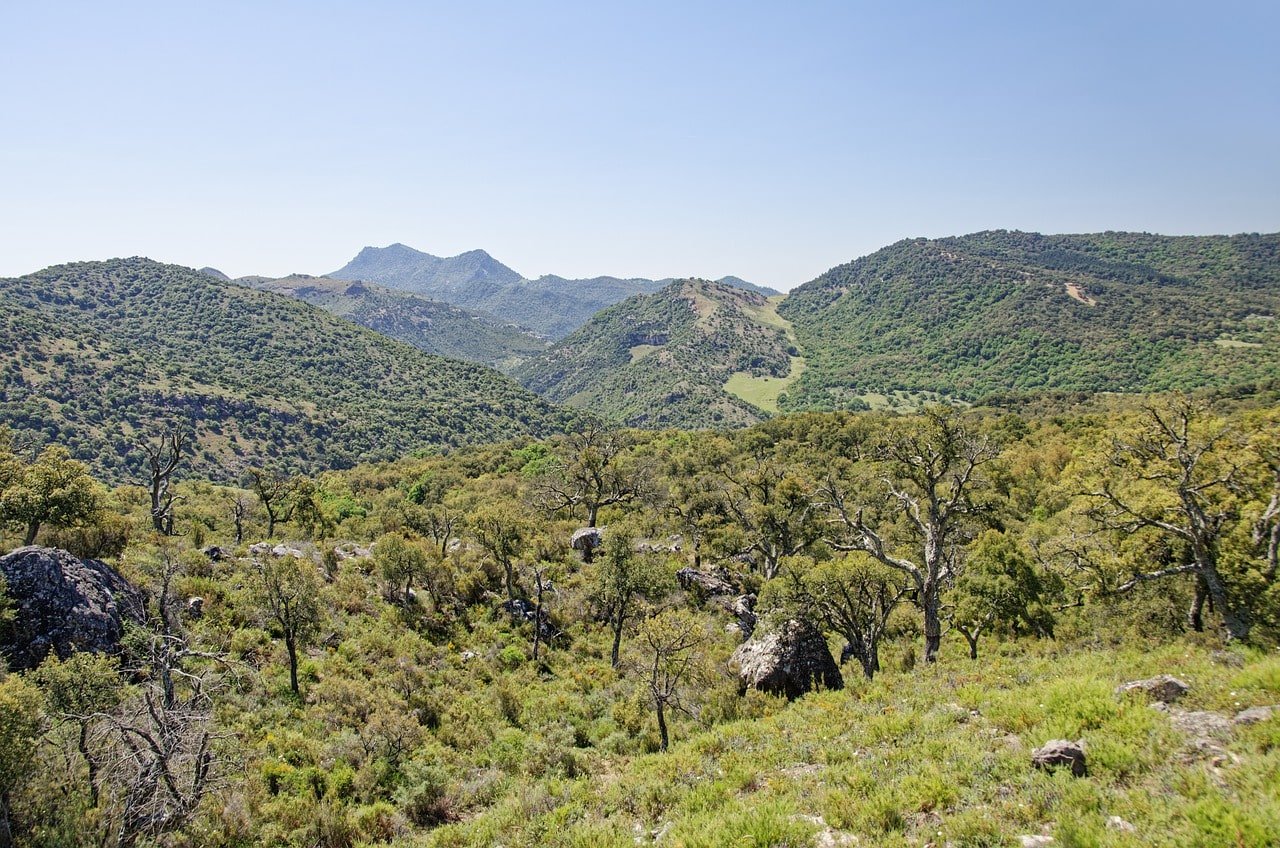 Los alcornocales (cádiz)