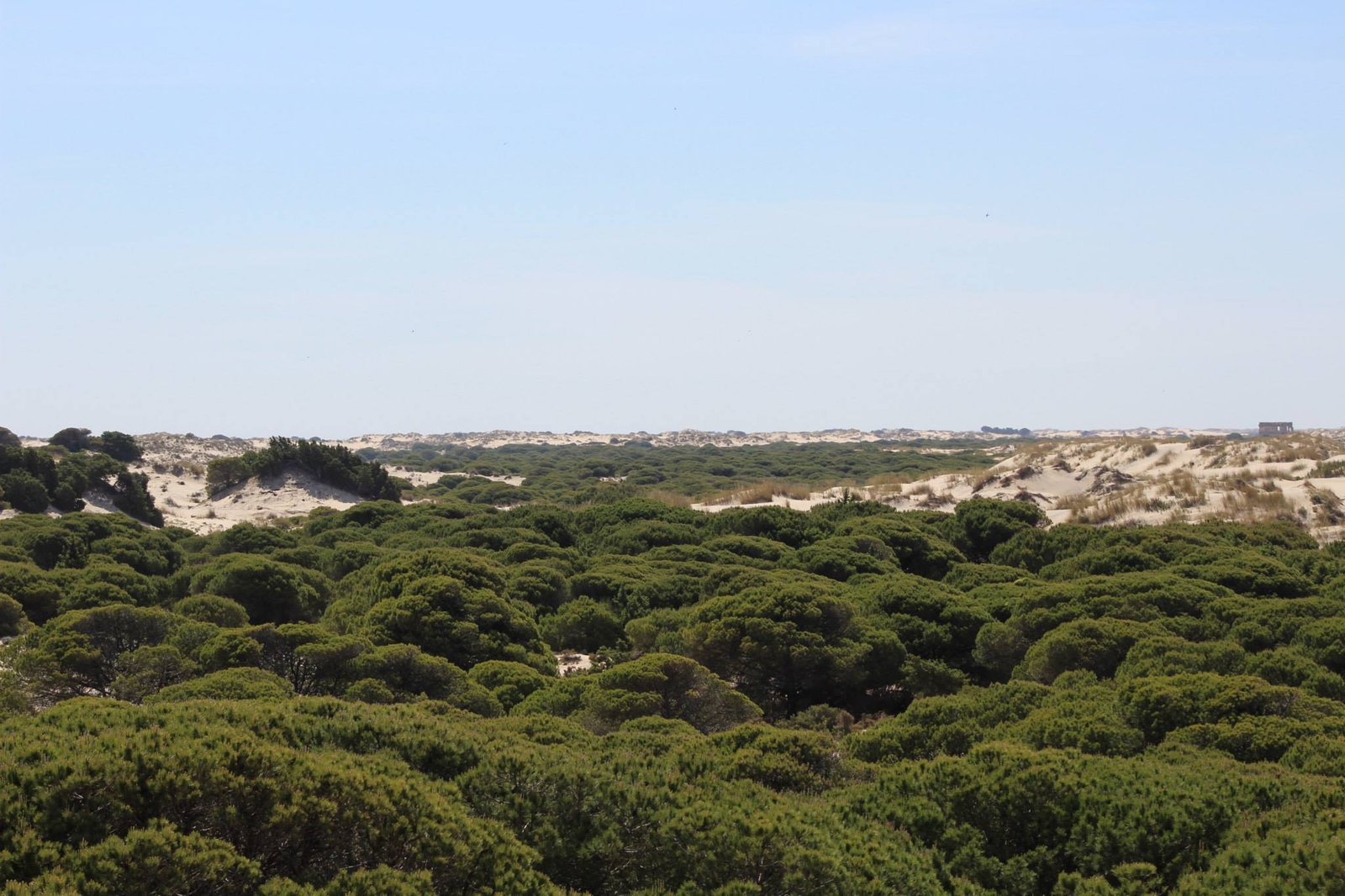 Doñana